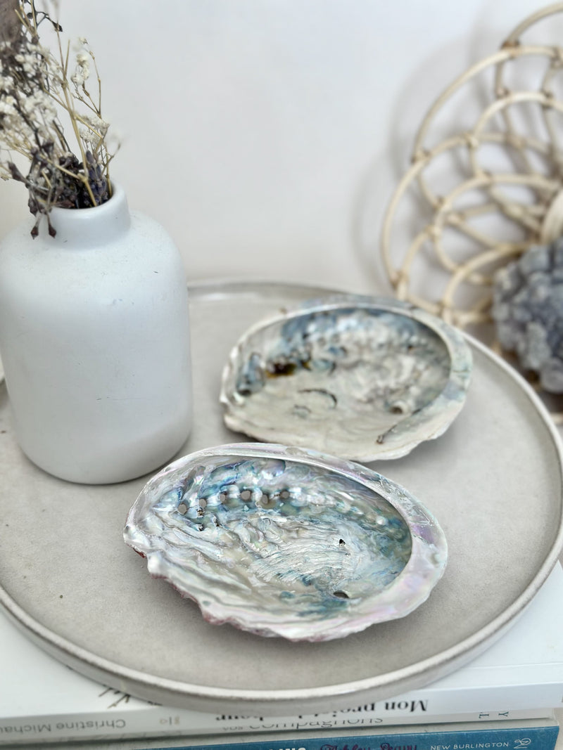 Ormeau | Coquille Abalone