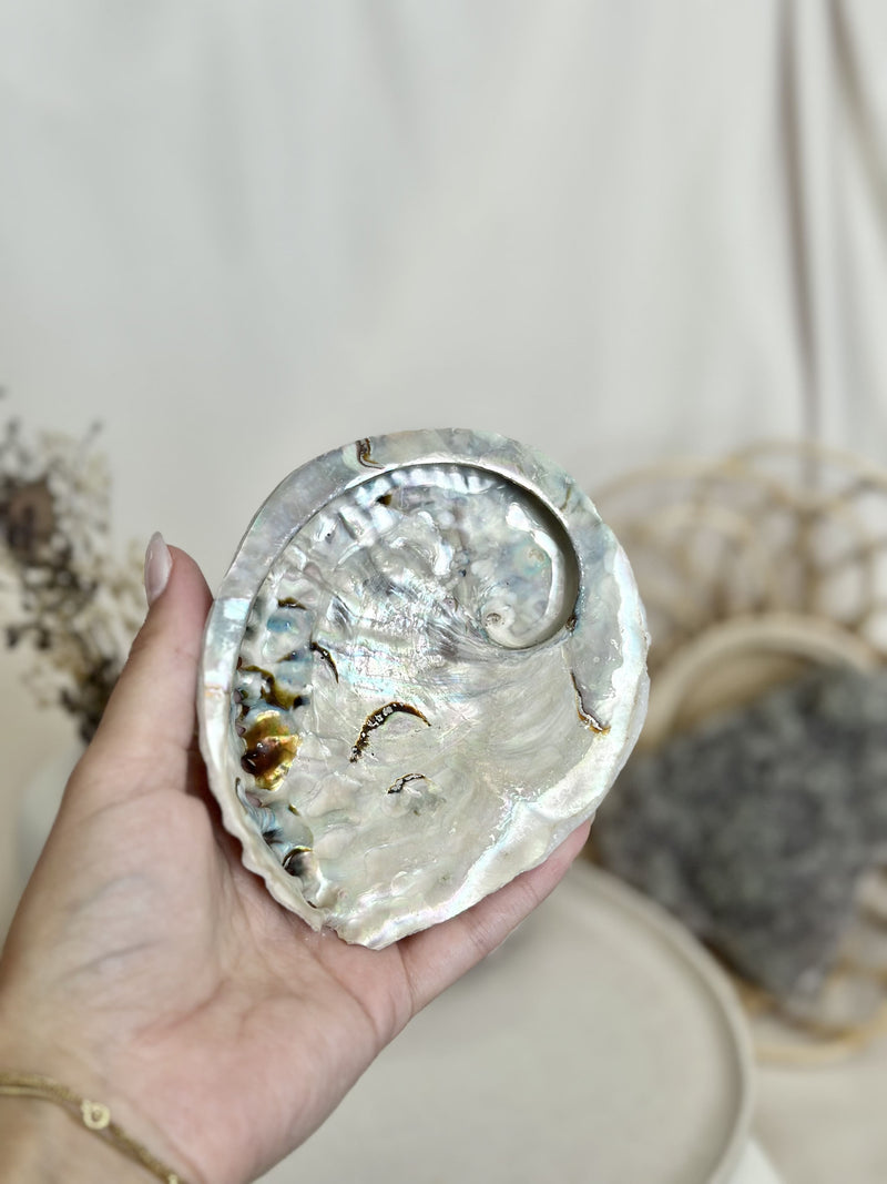 Ormeau | Coquille Abalone
