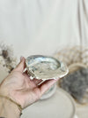 Ormeau | Coquille Abalone