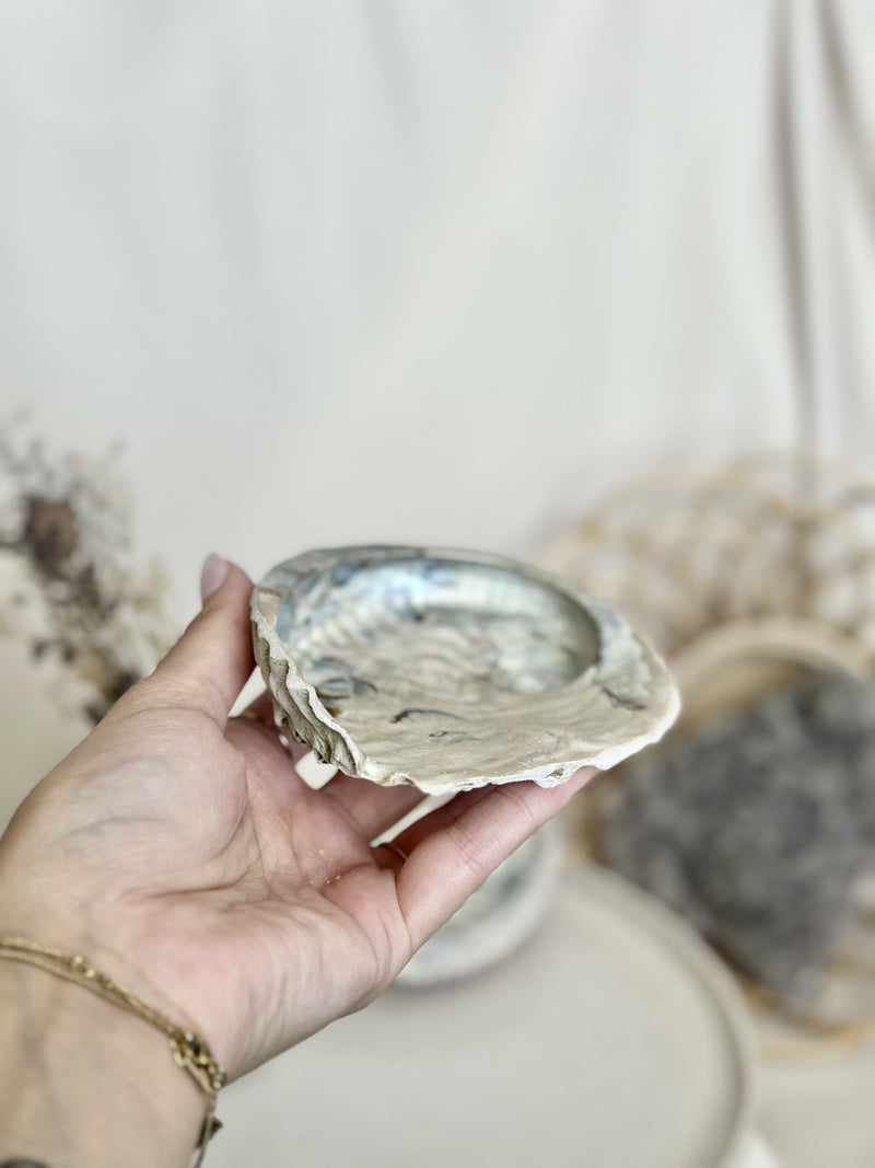 Ormeau | Coquille Abalone