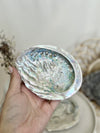 Ormeau | Coquille Abalone