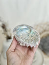 Ormeau | Coquille Abalone