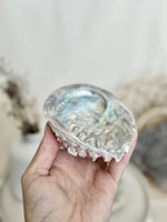 Ormeau | Coquille Abalone