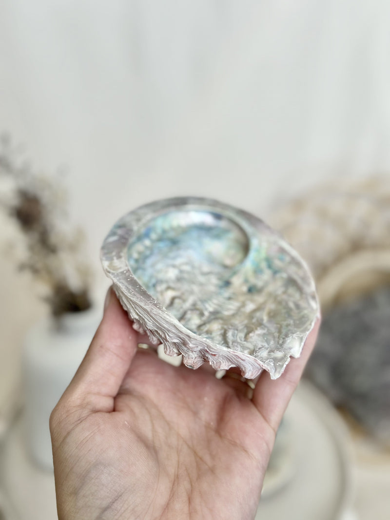 Ormeau | Coquille Abalone