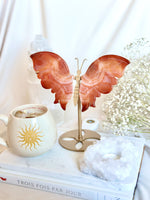 Papillon | Cornaline