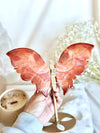 Papillon | Cornaline