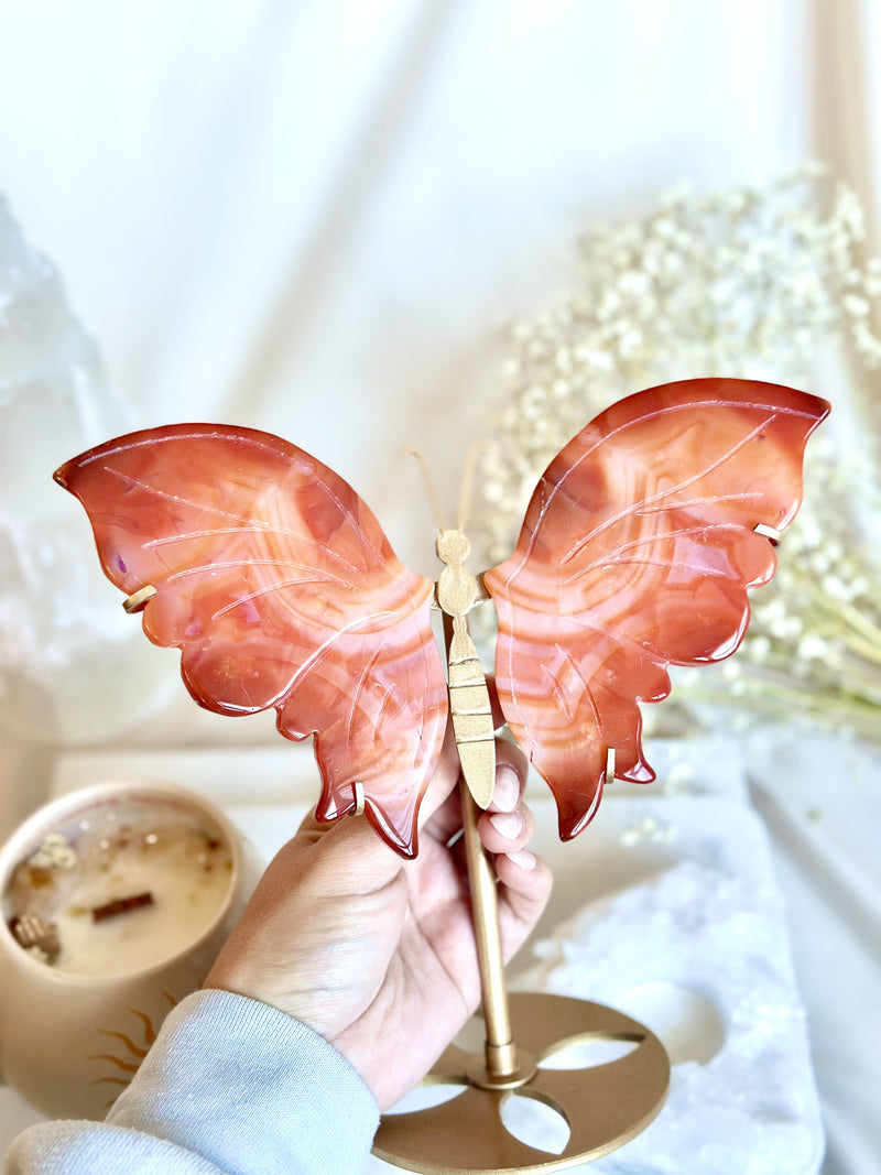 Papillon | Cornaline