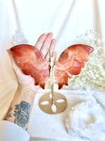 Papillon | Cornaline