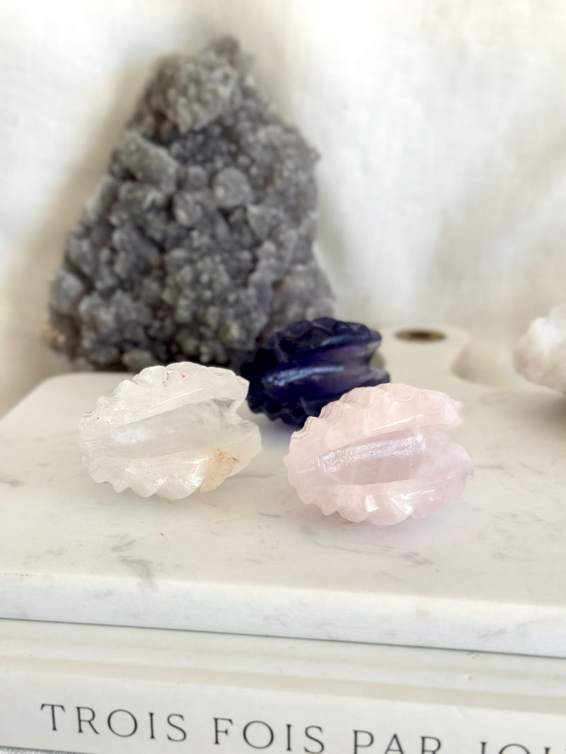 Coquillage | Collection